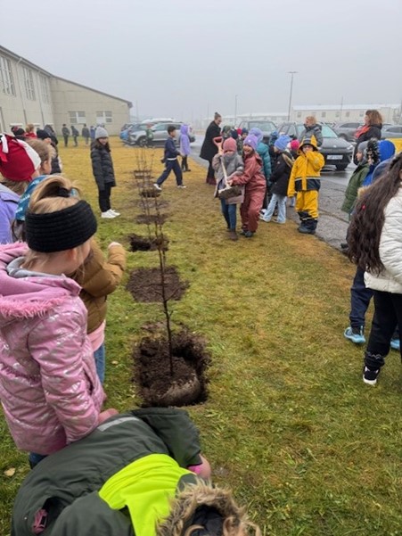 Gróðursetning trjáa